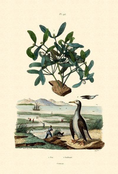 Mistletoe by French School